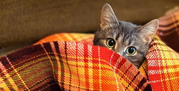 kot-odeyalo-vzglyad-pled-sherst1-e1458569319811