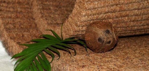 кокосовая койра